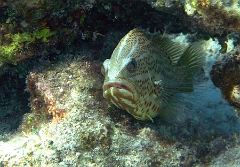 IMG_7445rc_Maldives_Madoogali_Merou elegant -Anyperodon leucogrammicus